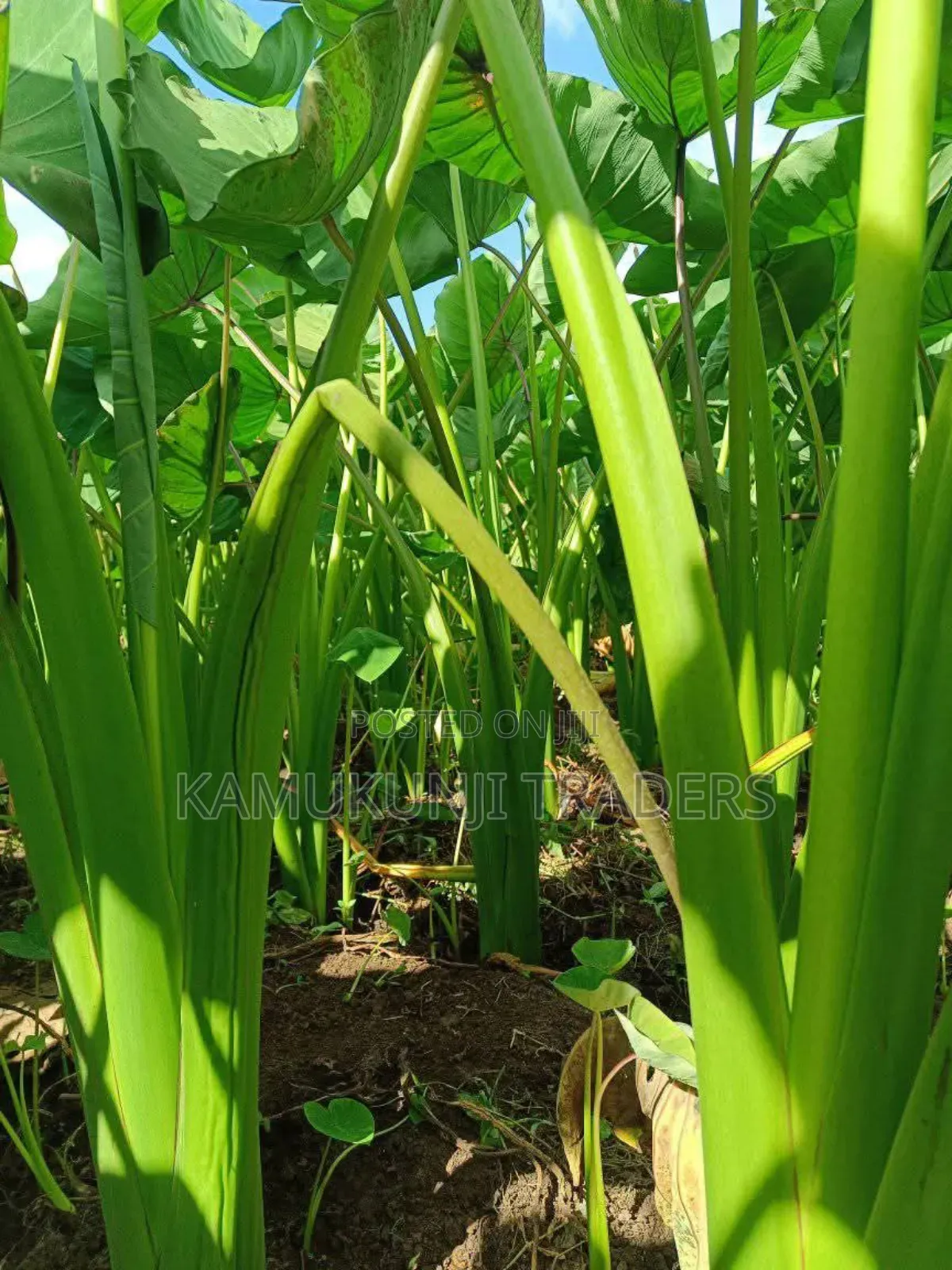 Fast Growing Dasheen Arrowroots/Nduma Seedlings/Suckers