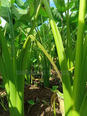 Fast Growing Dasheen Arrowroots/Nduma Seedlings/Suckers