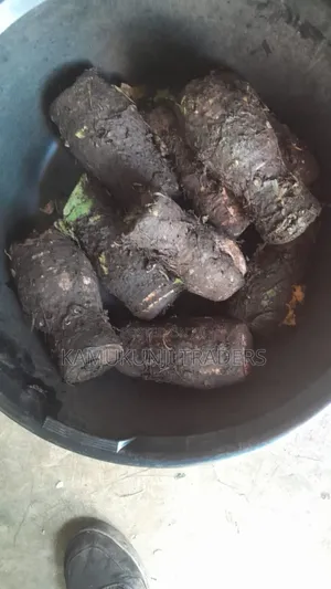 Fast Growing Dasheen Arrowroots/Nduma Seedlings/Suckers