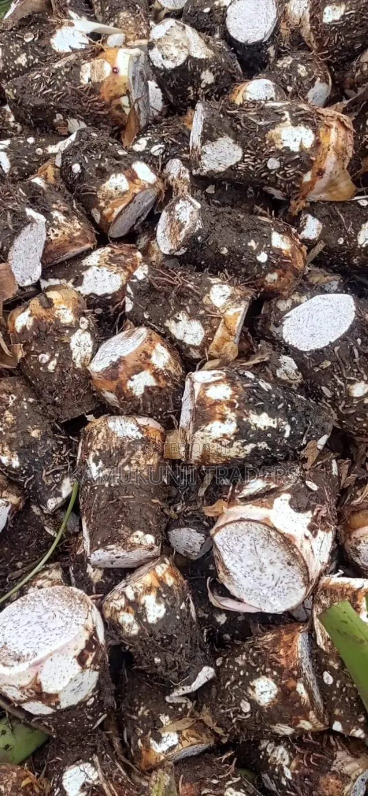 Fast Growing Dasheen Arrowroots/Nduma Seedlings/Suckers