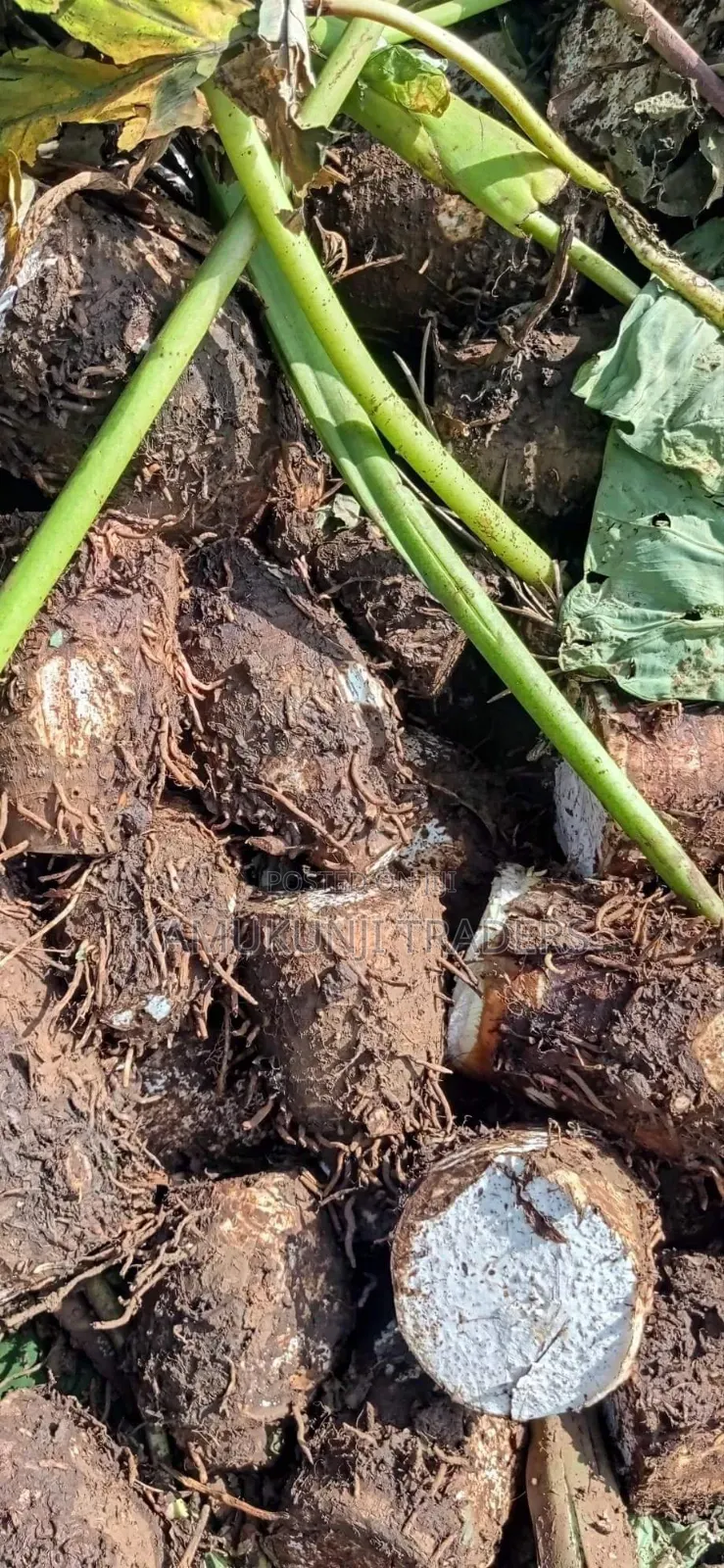 Fast Growing Dasheen Arrowroots/Nduma Seedlings/Suckers