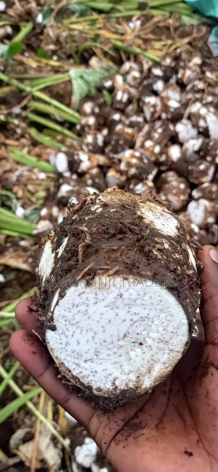 Fast Growing Dasheen Arrowroots/Nduma Seedlings/Suckers