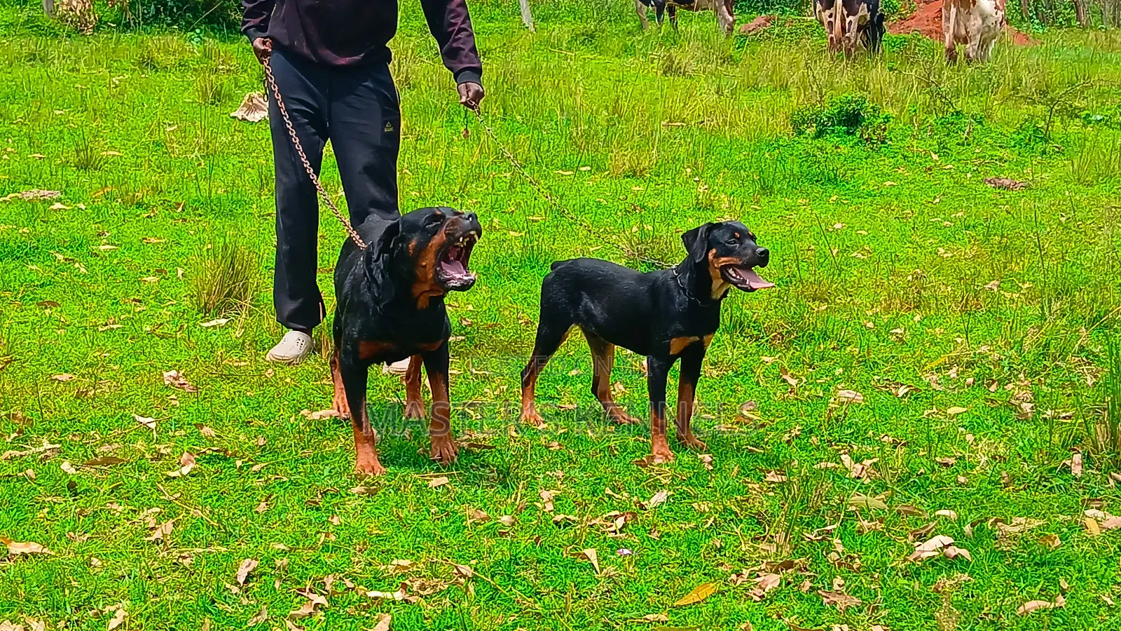 1+ year Male Purebred Rottweiler