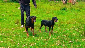 1+ year Male Purebred Rottweiler