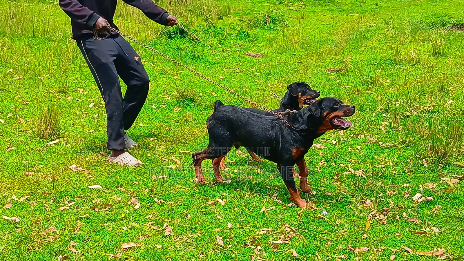 1+ year Male Purebred Rottweiler