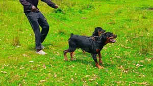 1+ year Male Purebred Rottweiler