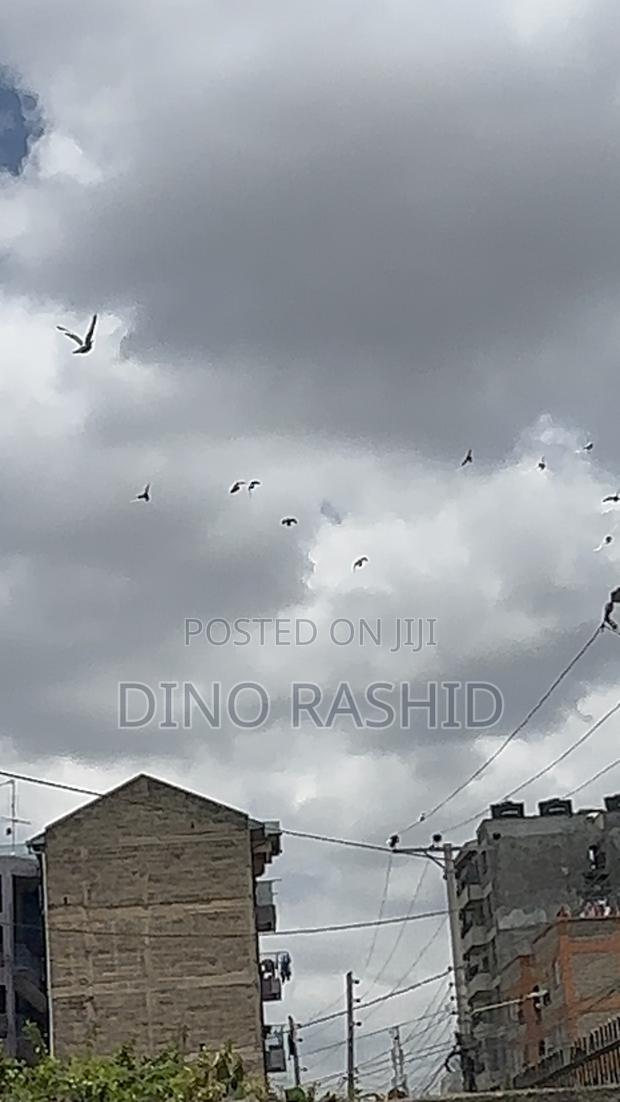 Beautiful Birds - thumbnail 21