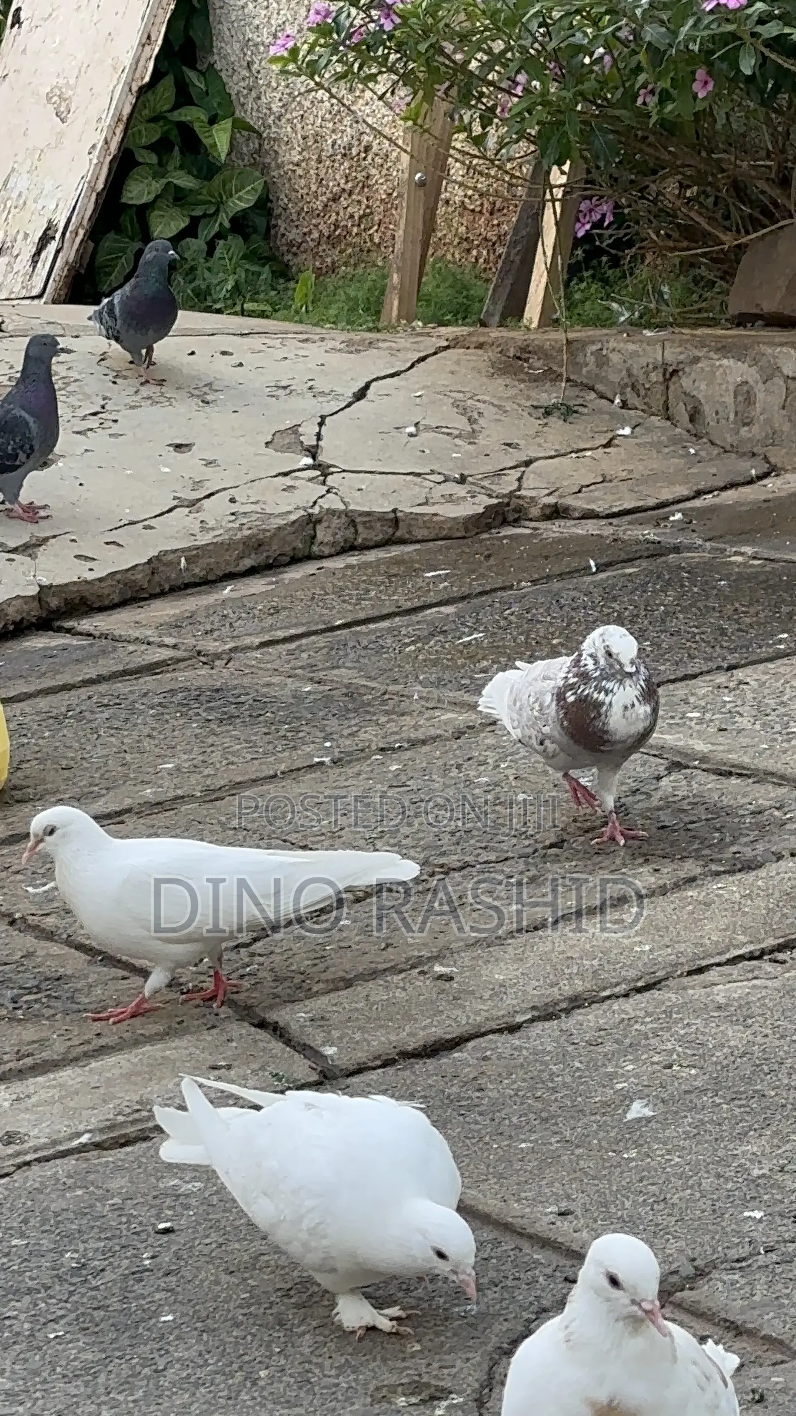 Beautiful Birds