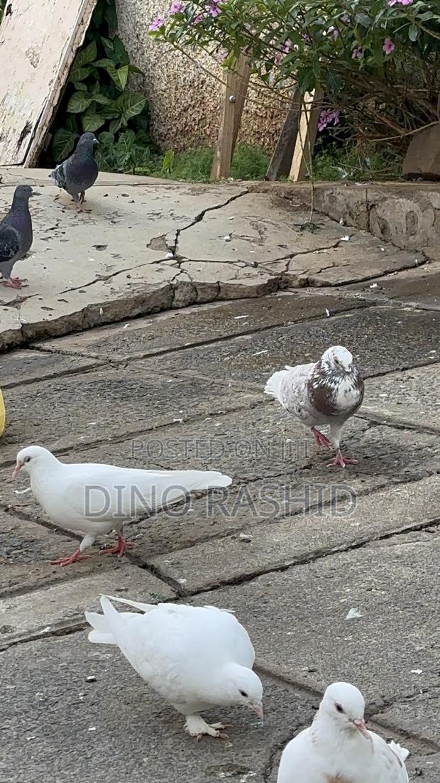 Beautiful Birds - thumbnail 20