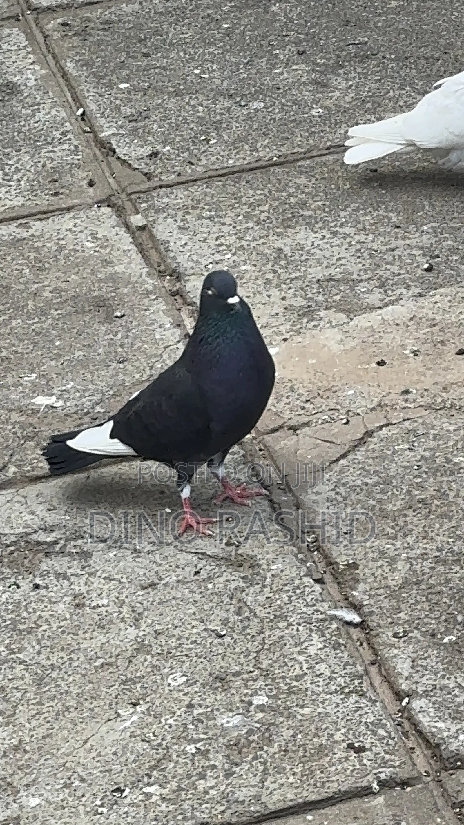 Beautiful Birds