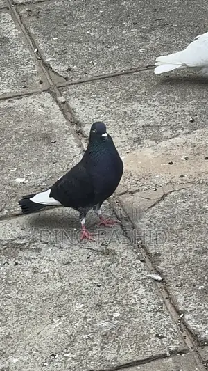 Beautiful Birds