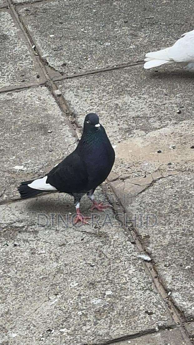 Beautiful Birds - main view