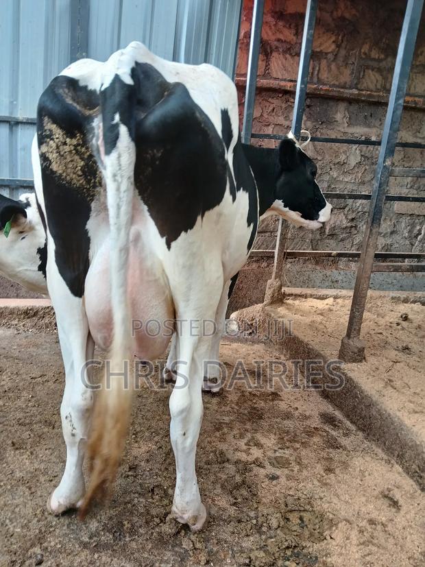 Hostein Freshian Breed - thumbnail 3