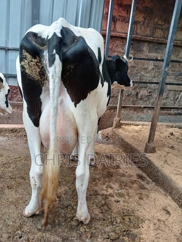 Hostein Freshian Breed - thumbnail 4