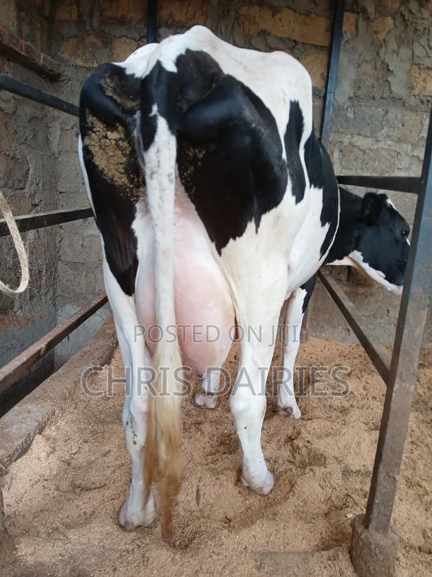 Hostein Freshian Breed - thumbnail 5