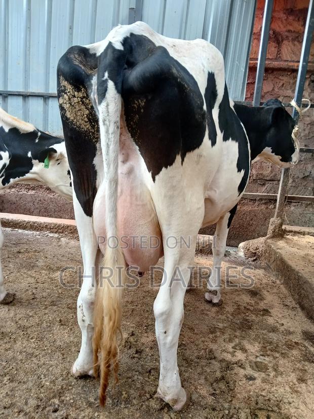 Hostein Freshian Breed - thumbnail 6