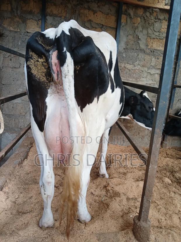 Hostein Freshian Breed - thumbnail 7