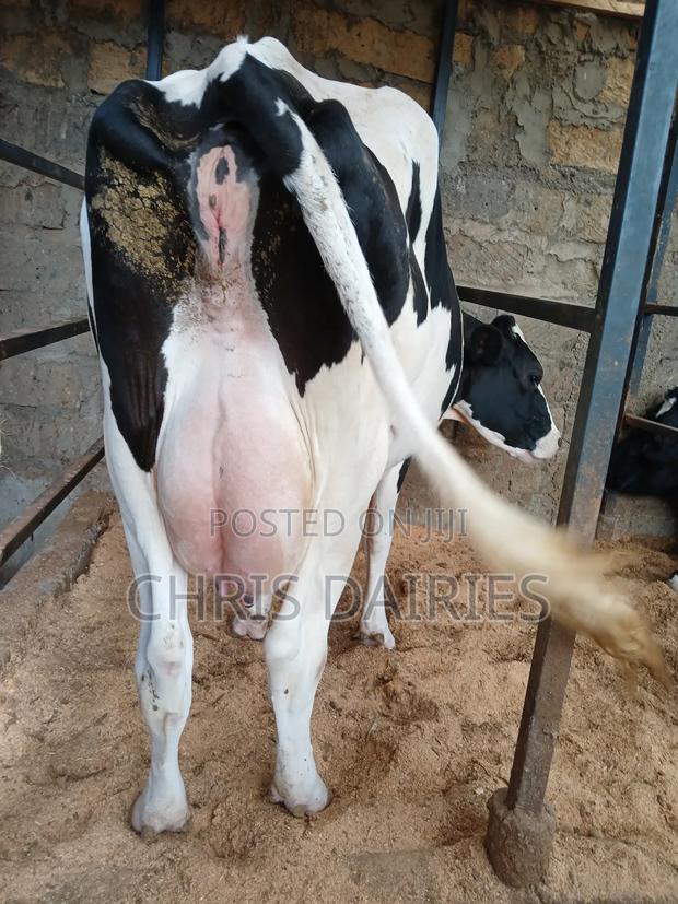 Hostein Freshian Breed - thumbnail 8