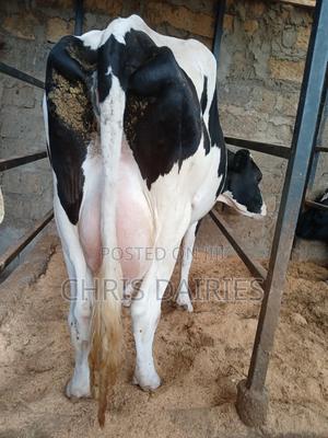 Hostein Freshian Breed - thumbnail 2