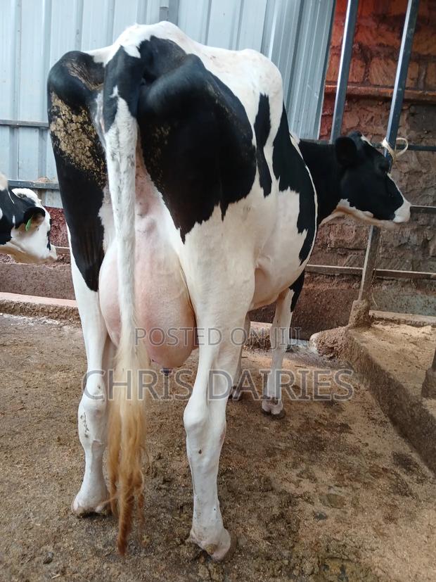 Hostein Freshian Breed - thumbnail 9