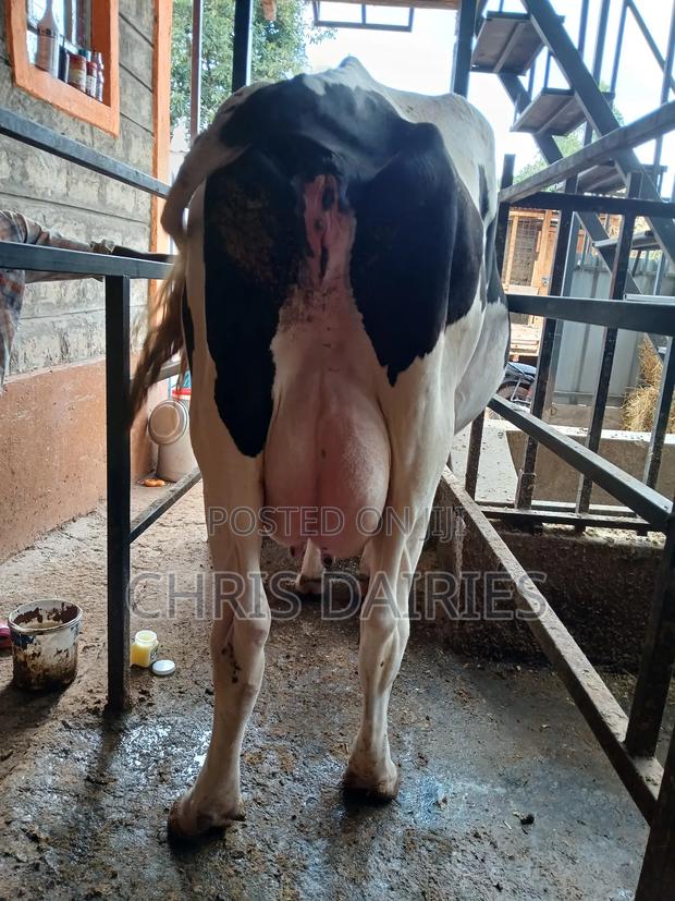 Hostein Freshian Breed - thumbnail 10