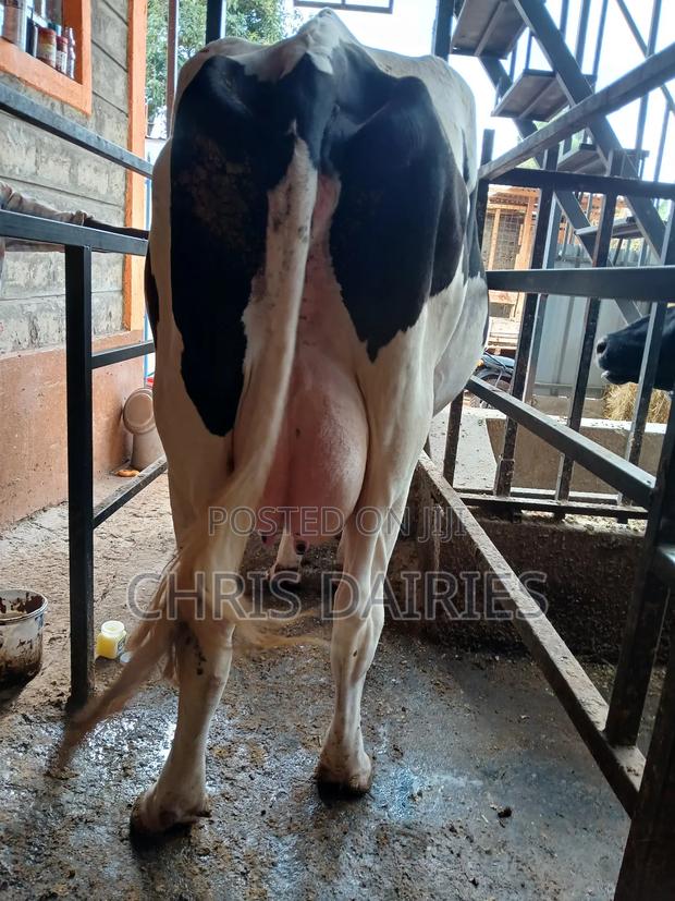 Hostein Freshian Breed - thumbnail 11