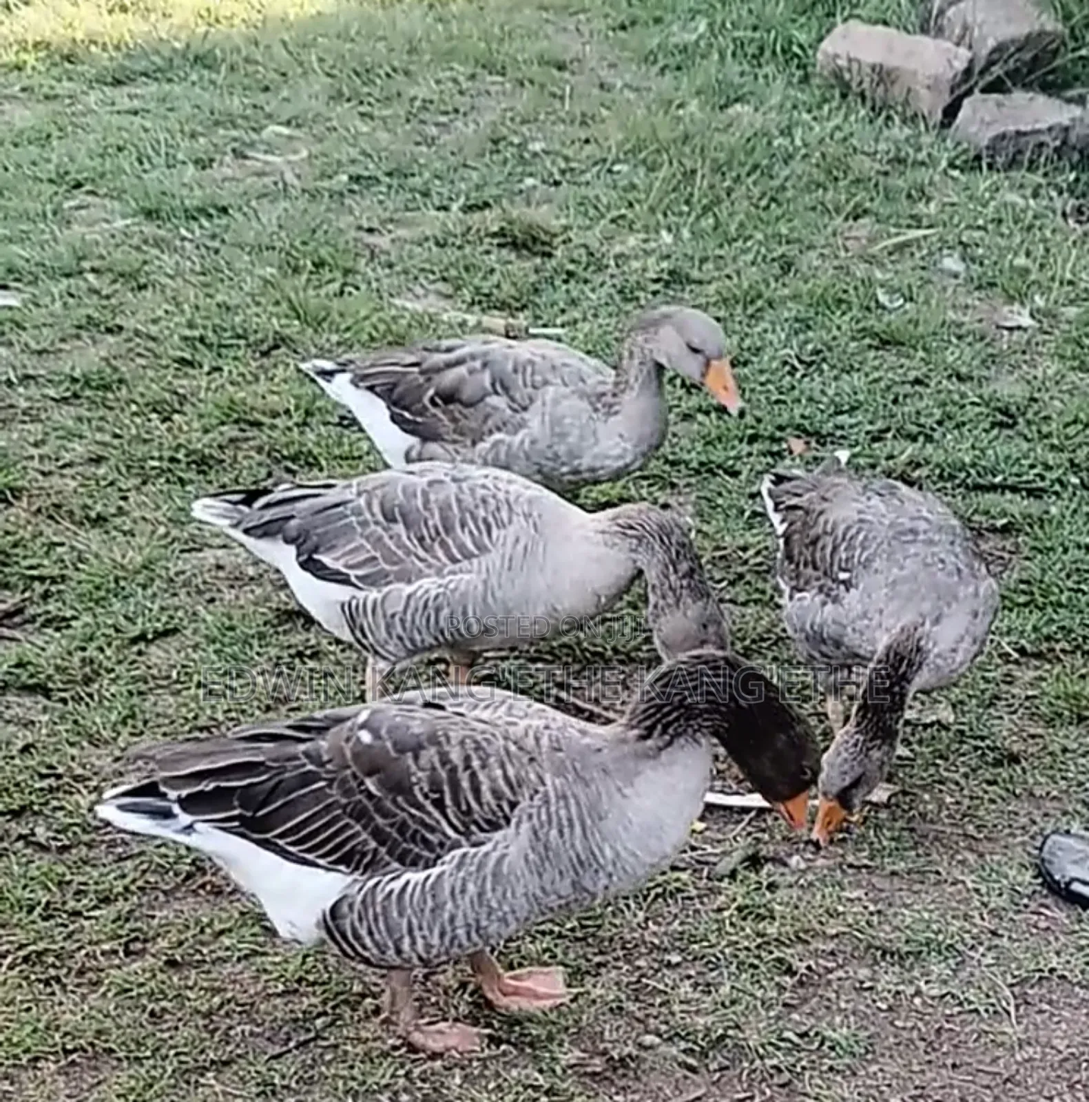Giant Goose Mature Males and Females