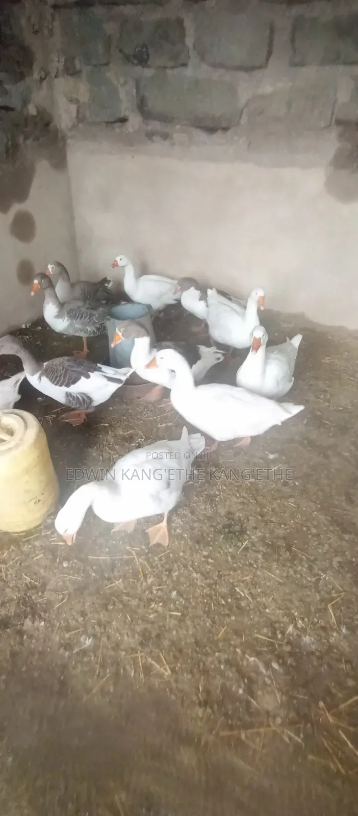Giant Goose Mature Males and Females