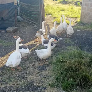 Giant Goose Mature Males and Females