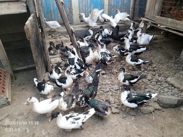 Pekin Ducks