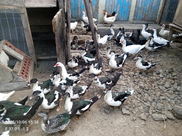 Pekin Ducks - thumbnail 3
