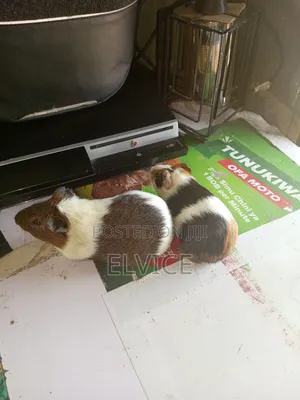 Gunie Pigs