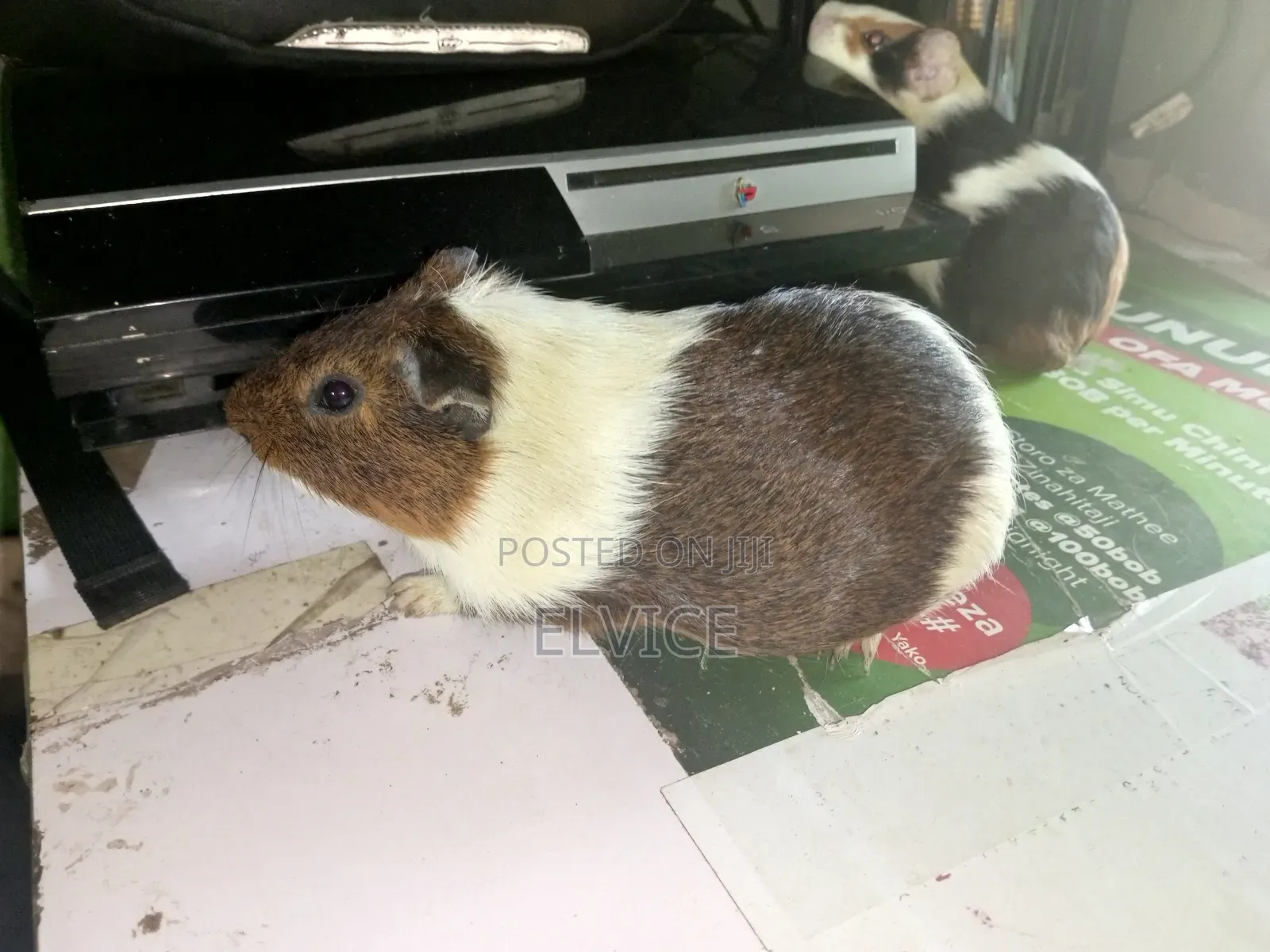 Gunie Pigs