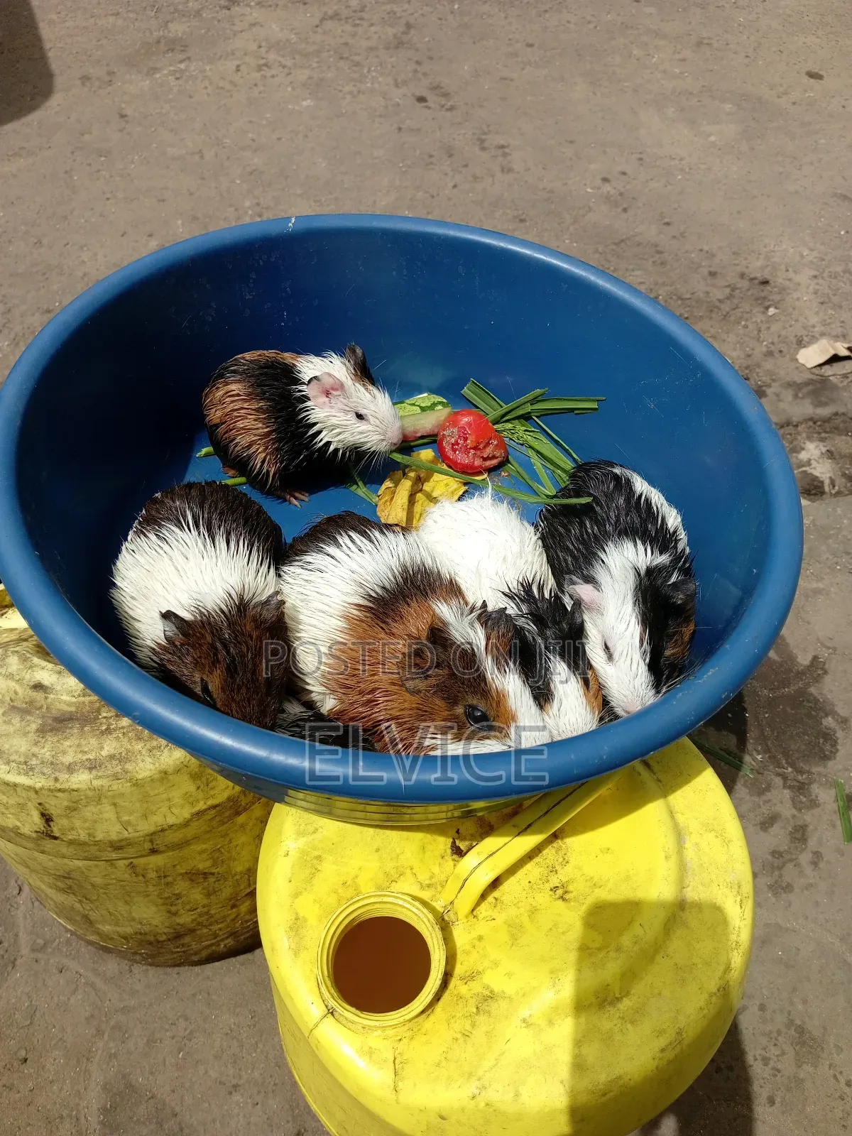 Gunie Pigs