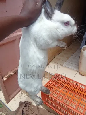 Mature Female Rabbits for Sale at Kenyatta Road Juja