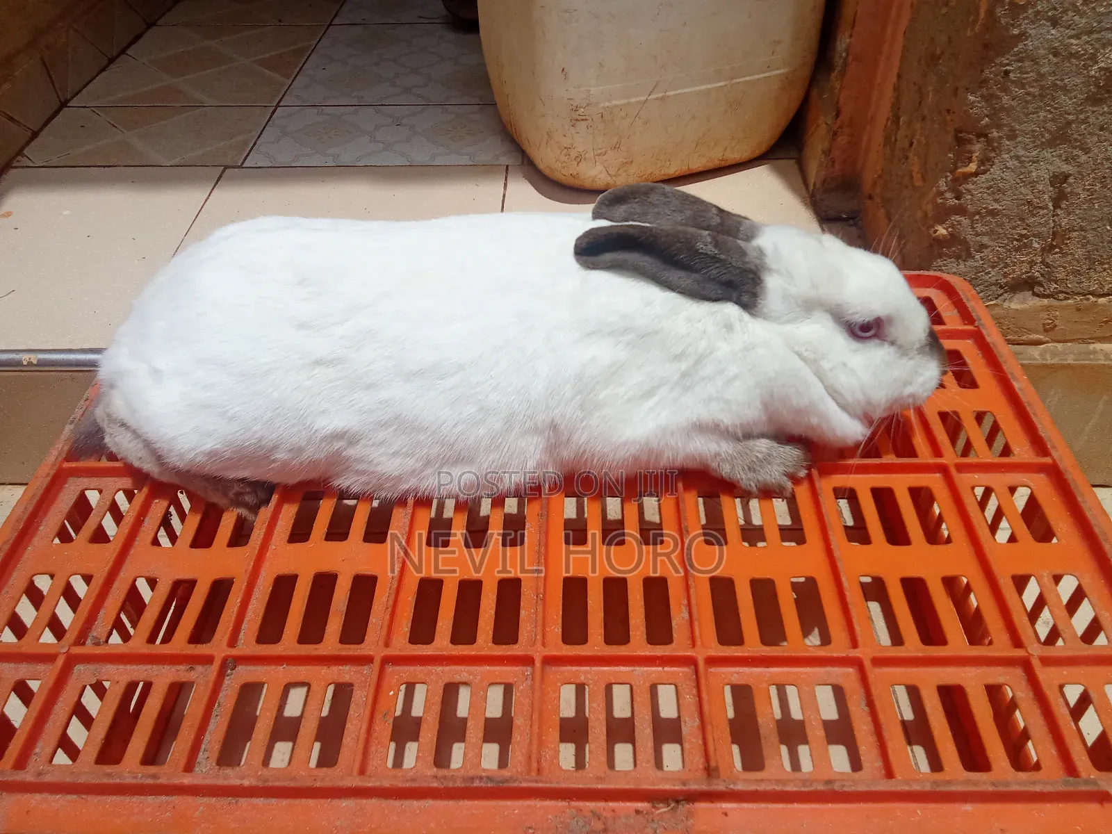 Mature Female Rabbits for Sale at Kenyatta Road Juja
