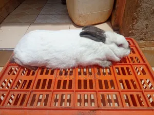 Mature Female Rabbits for Sale at Kenyatta Road Juja