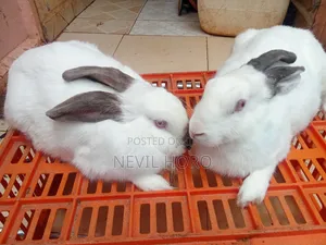 Mature Female Rabbits for Sale at Kenyatta Road Juja