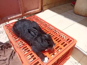 Mature Female Rabbits for Sale at Kenyatta Road Juja