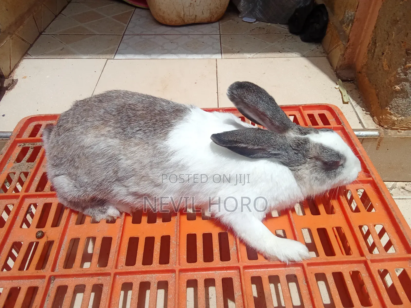Mature Female Rabbits for Sale at Kenyatta Road Juja