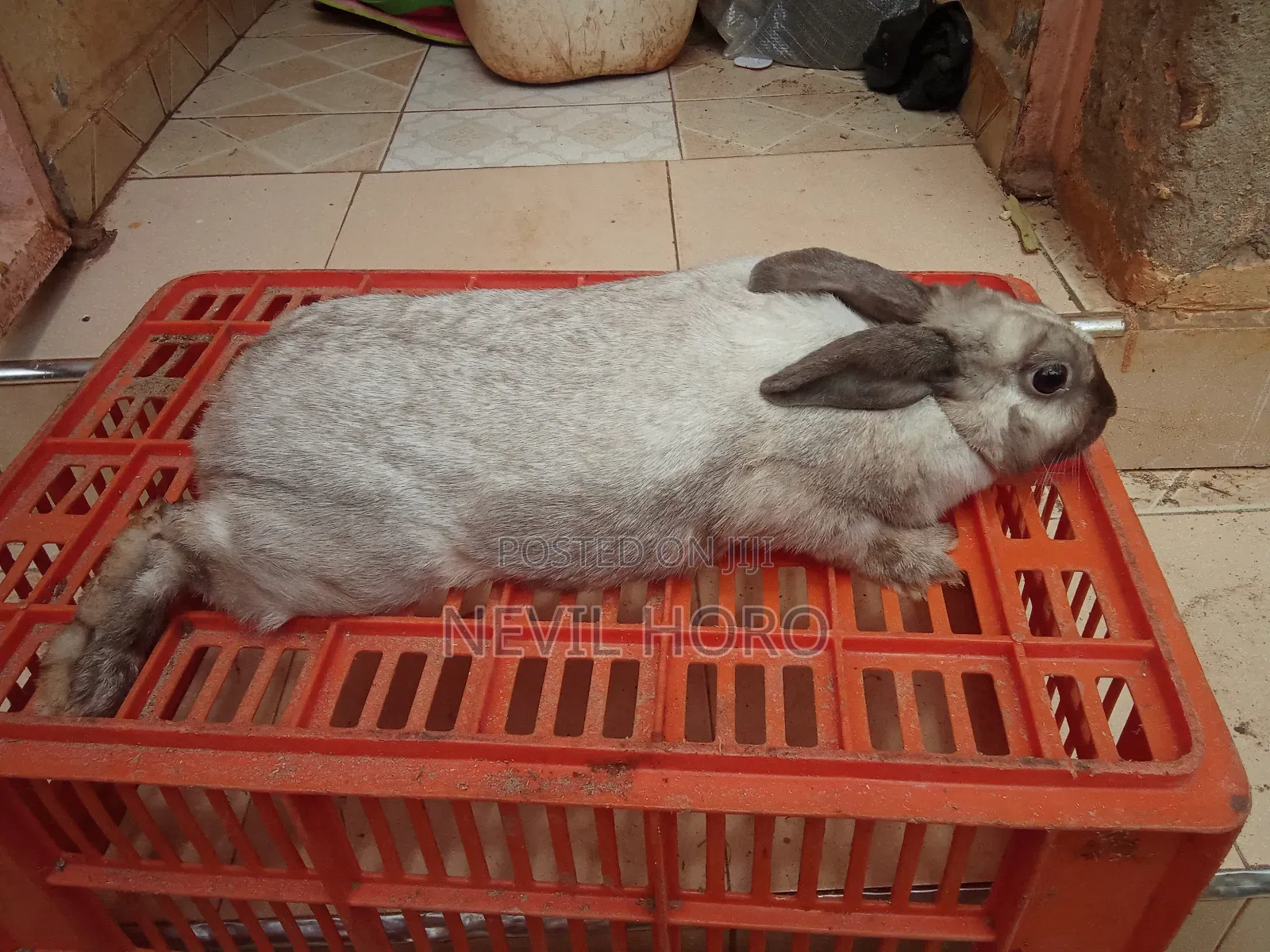 Mature Female Rabbits for Sale at Kenyatta Road Juja