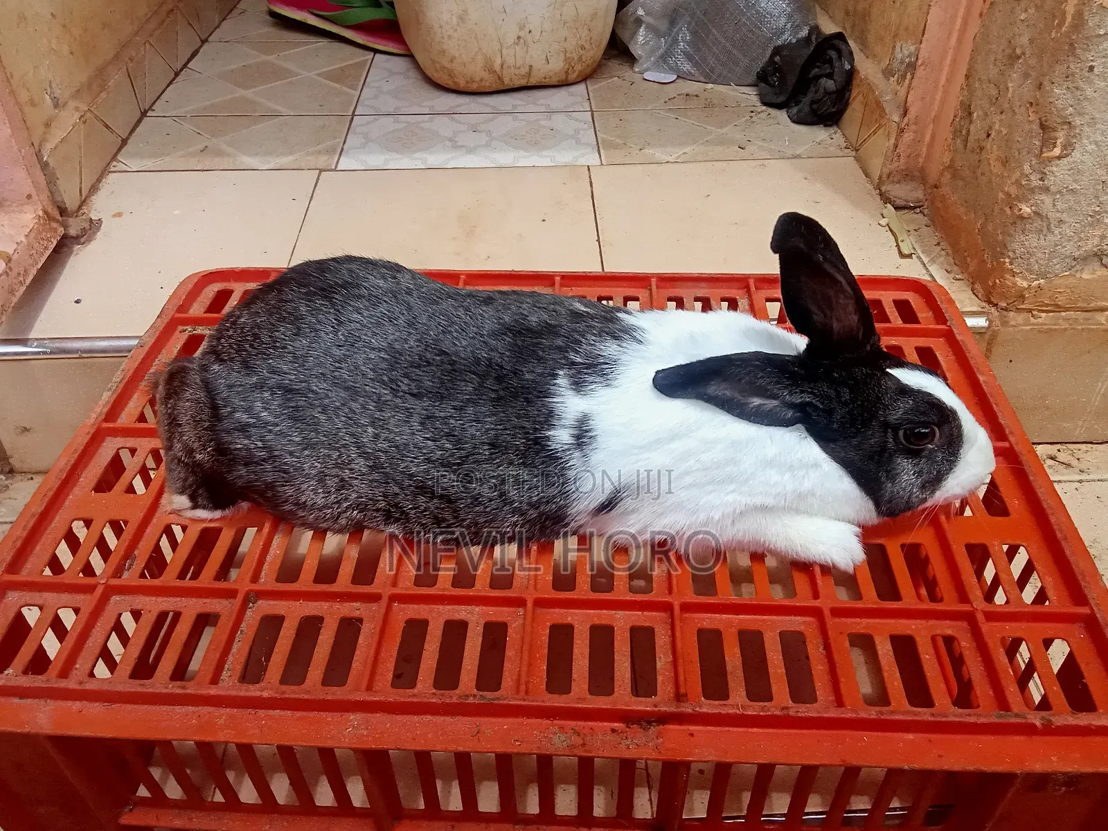 Mature Female Rabbits for Sale at Kenyatta Road Juja