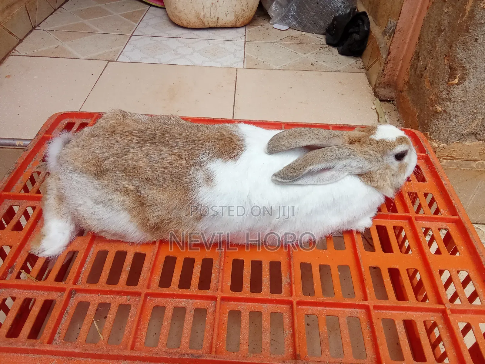 Mature Female Rabbits for Sale at Kenyatta Road Juja