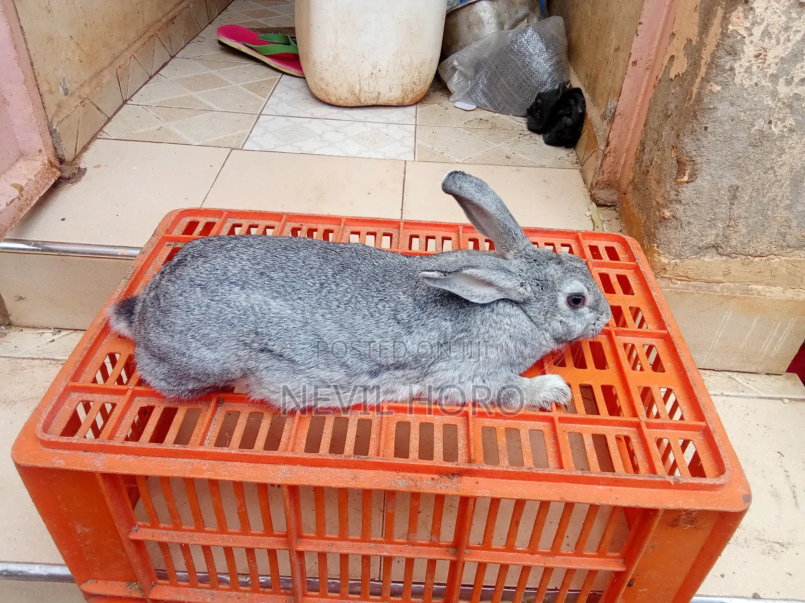 Mature Female Rabbits for Sale at Kenyatta Road Juja