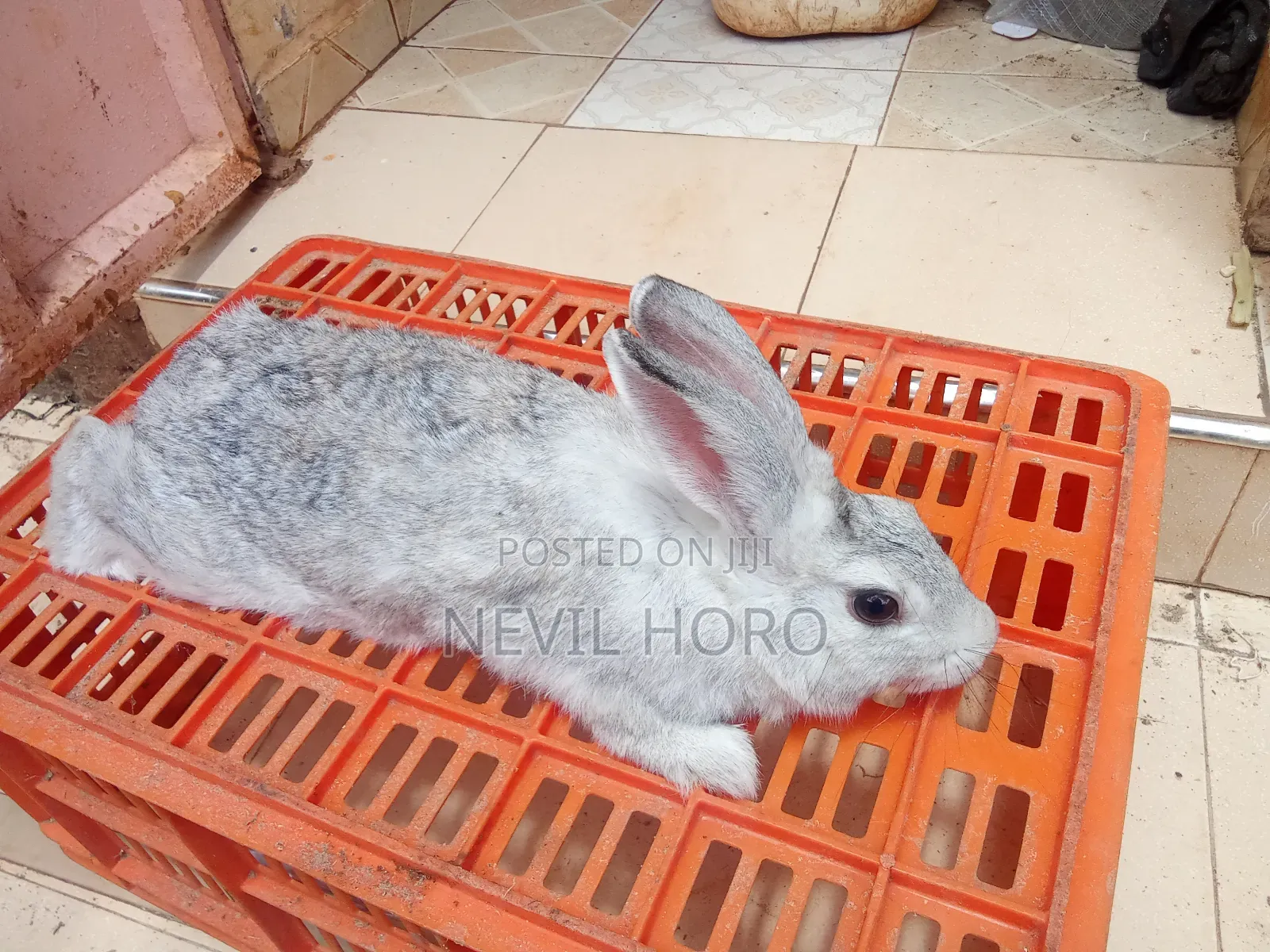Mature Female Rabbits for Sale at Kenyatta Road Juja