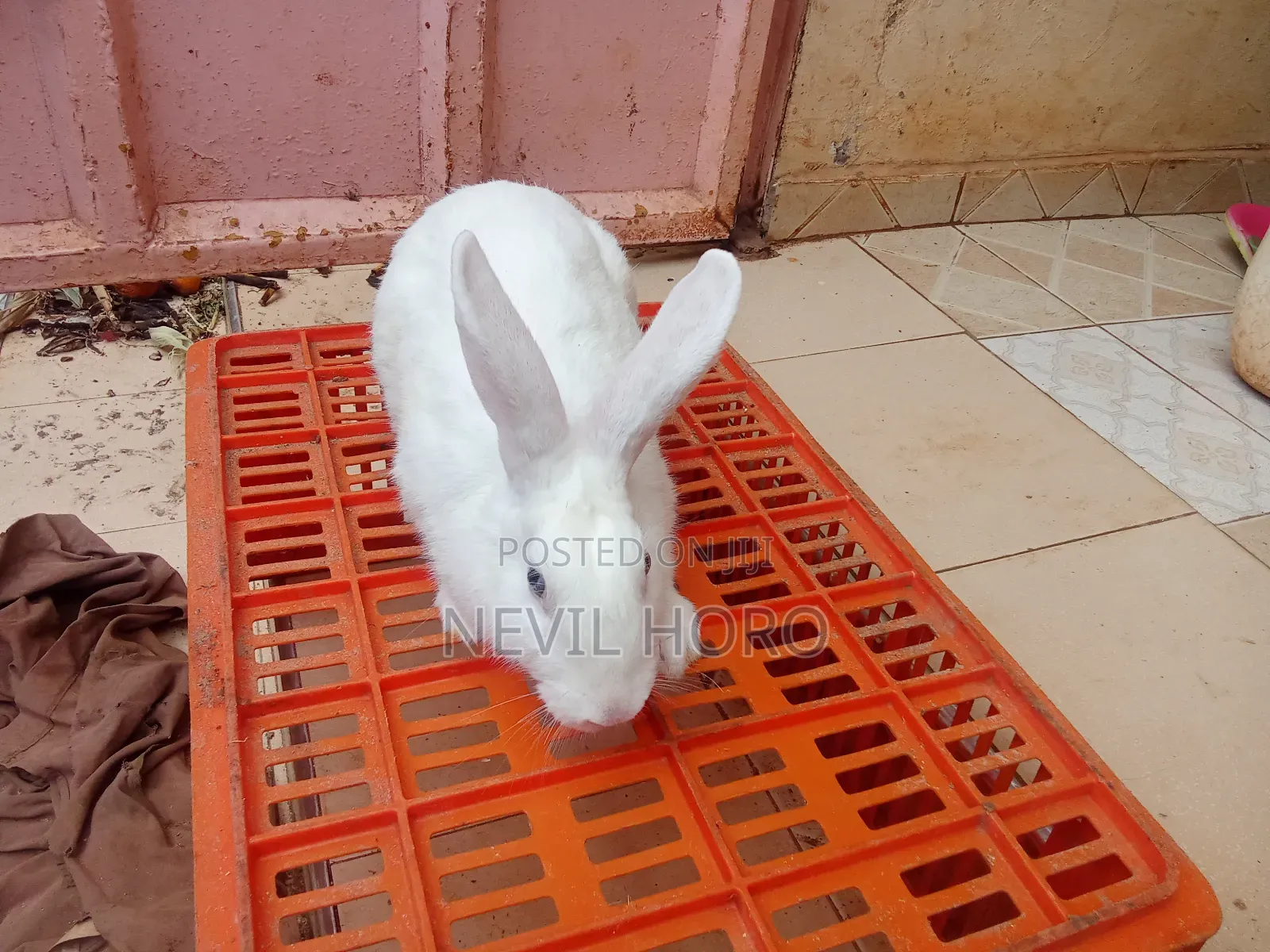 Mature Female Rabbits for Sale at Kenyatta Road Juja