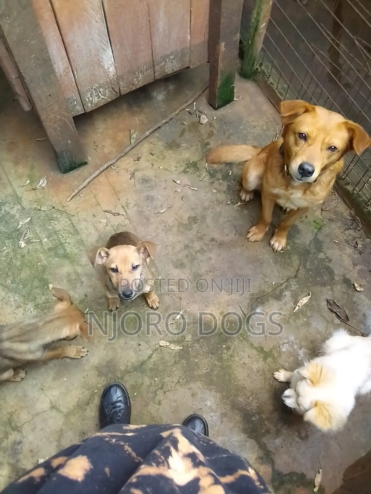 Professional Dog Trainer