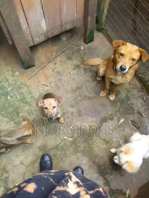 Professional Dog Trainer