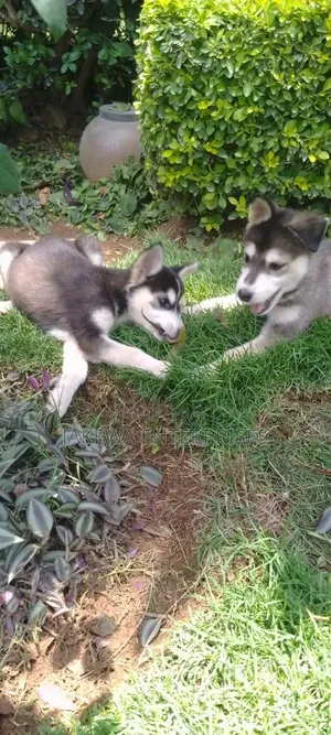 1-3 months Male Purebred Siberian Husky