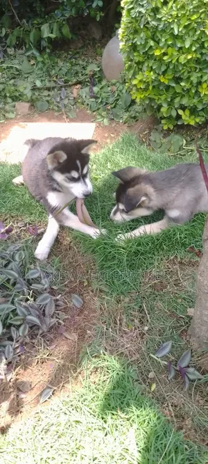 1-3 months Female Purebred Siberian Husky